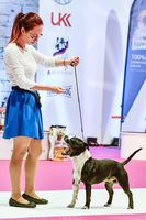 Mr.Amazing Moravia Lord - Junior handling Nitra 12/2016
