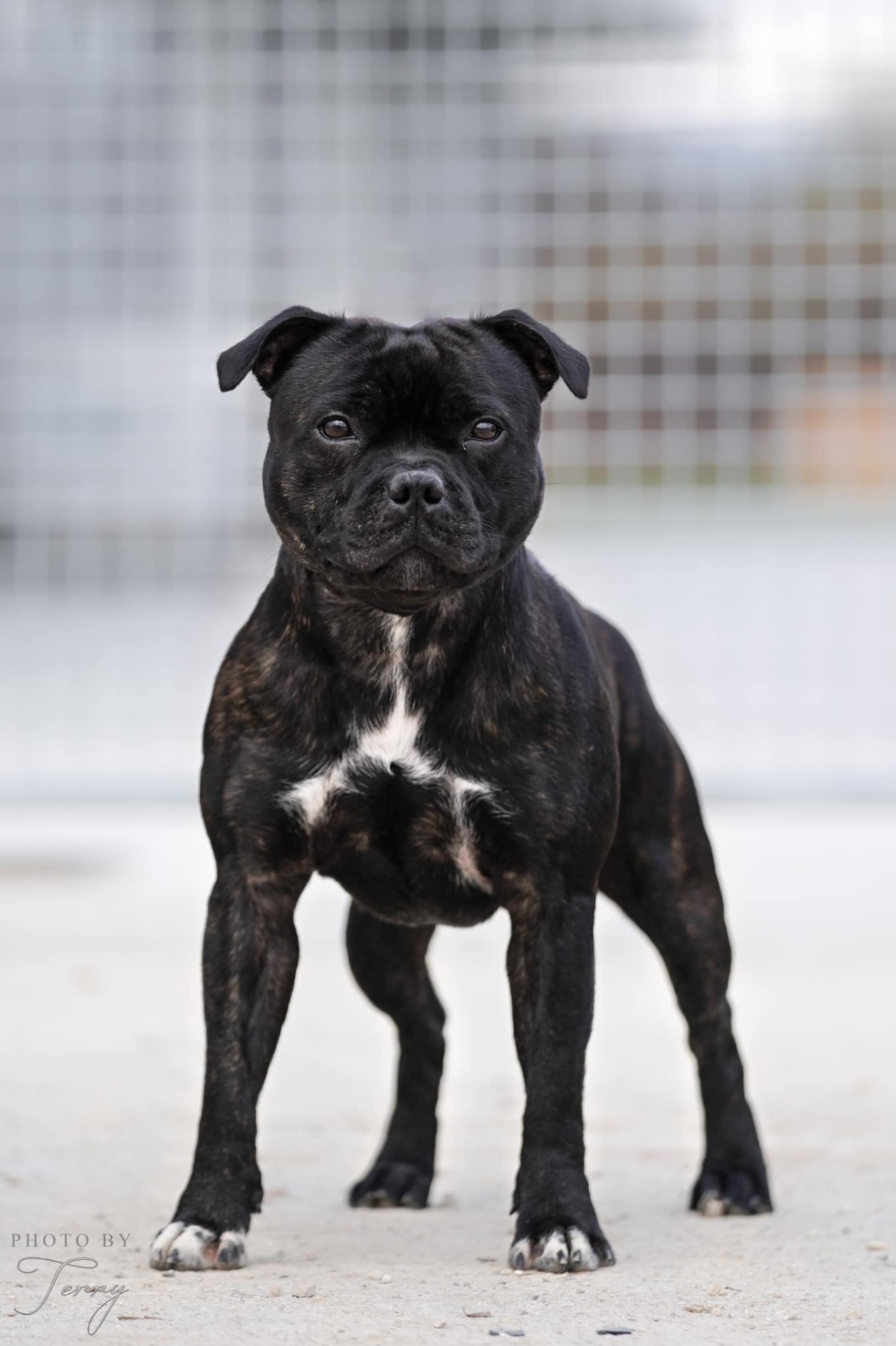 Bruno LuckyStar R.A.C Popelka